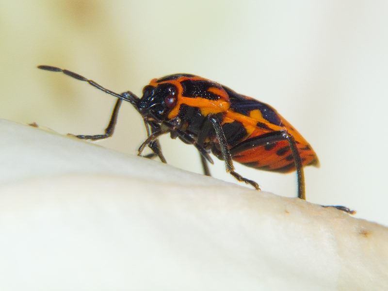Eurydema (Rubrodorsalium) spectabilis Horváth, 1882